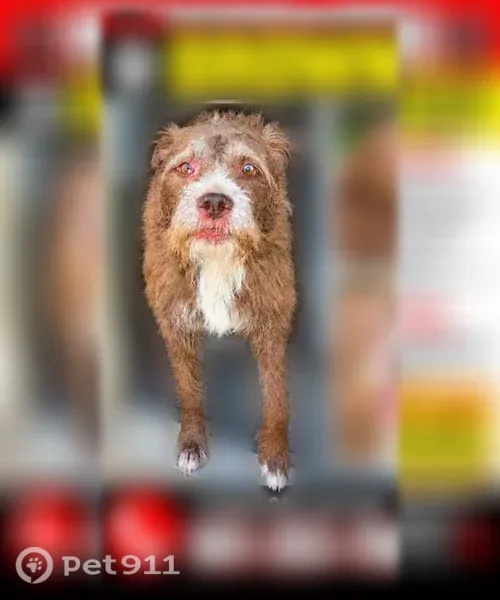 Lost dog, male, Jacob Drive, 8416, Memphis, Arlington — friendly with two-colored eyes - photo