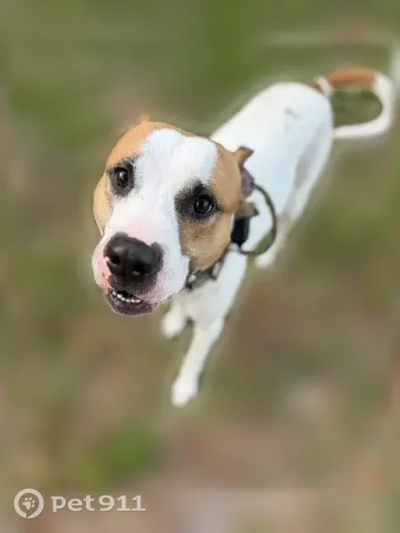 Lost male dog, Academy Road, 542, Nashville — gentle with dogs and cats - photo