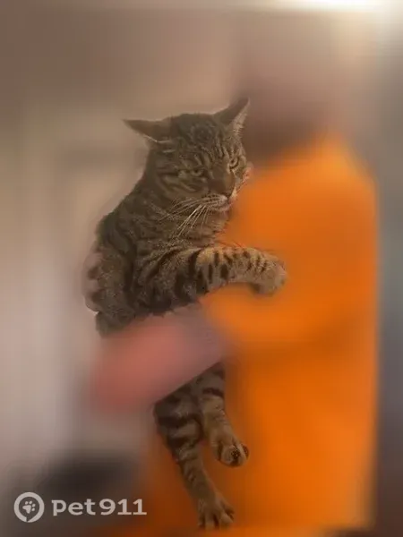 Lost male cat, Blanding Boulevard, Florida, Orange Park - photo
