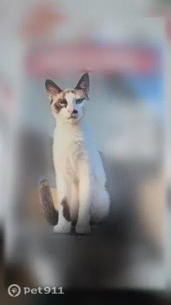 Lost male cat, Houston — Siamese with dark ears - photo