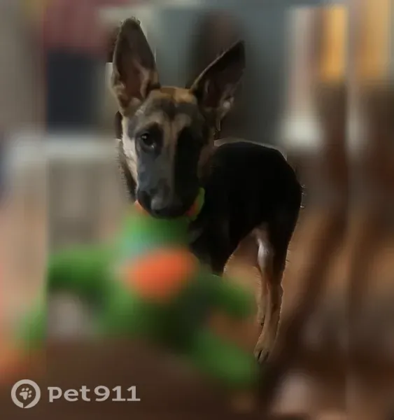 Lost dog, Zany Dr & SC-252, South Carolina 29692, USA, Ware Shoals — female German Shepherd puppy, 7 months old - photo