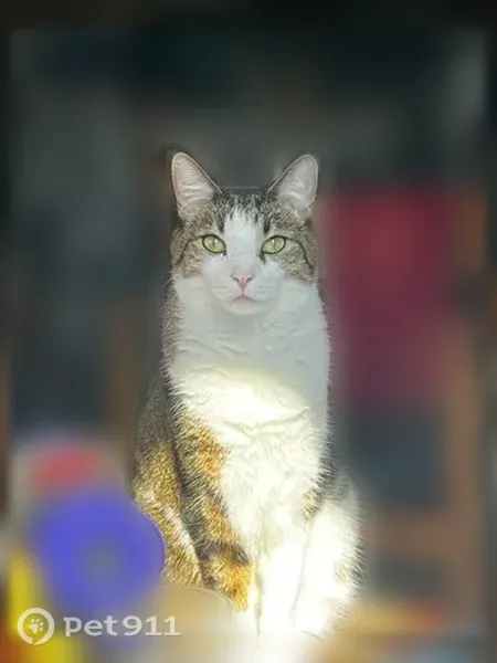 Lost male cat, Hull Street, 125A, Brooklyn — tabby with white underbelly - photo
