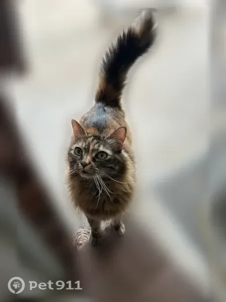 Lost female cat, Becker Road, 7153, St. Louis — small and fluffy - photo