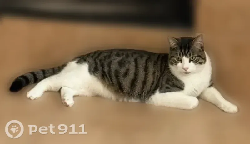 Lost male cat, Lake Hill Lane, 3524, Fort Worth, Hurst — black and grey tabby - photo