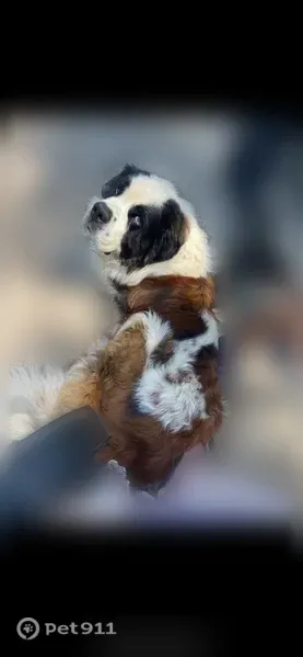 Lost male dog, Town Line Road, 11126, Hibbing, Duluth — loves car rides - photo