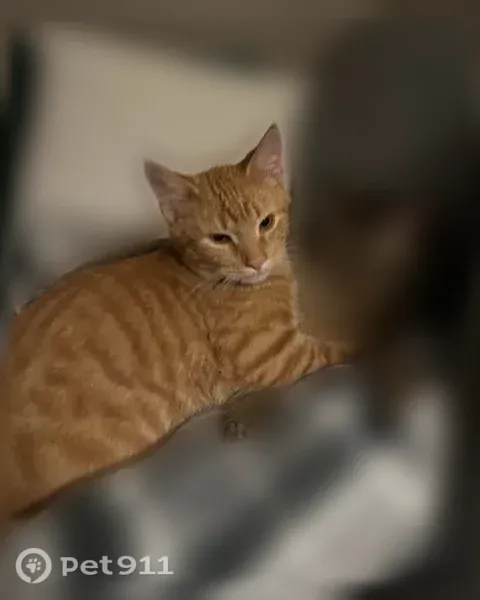 Lost cat, Rothe Street, Green Bay, Cleveland — male orange tabby - photo