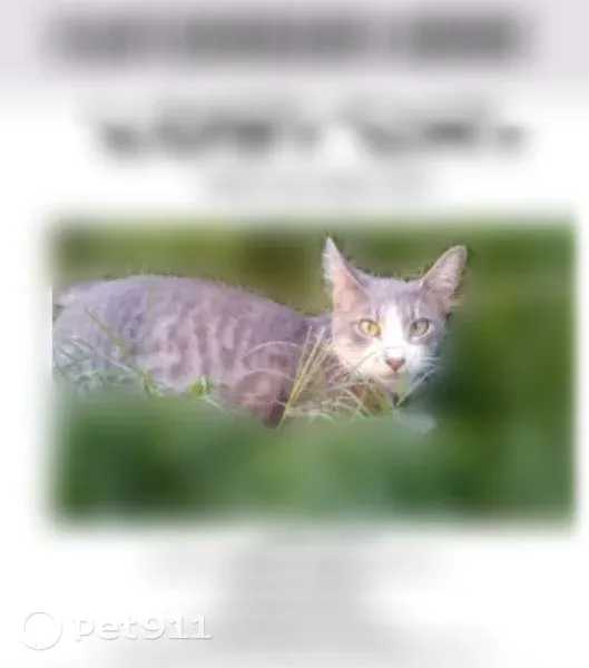 Lost cat, Merced — female white and gray tabby with green and orange eyes - photo