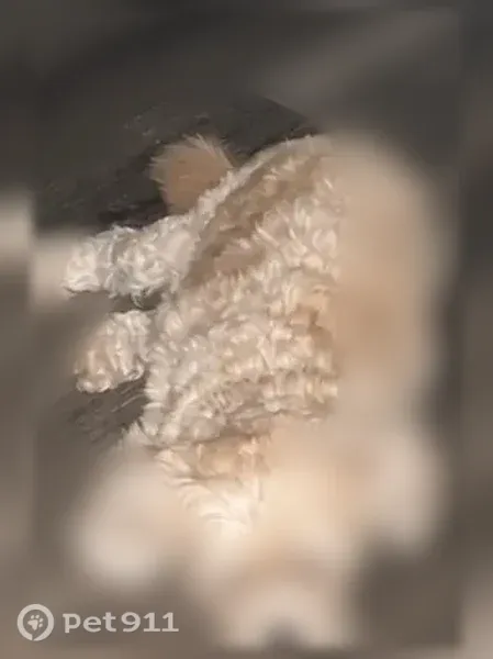 Lost female dog, Calhoun Way, 1942, Stockton — elderly Shih Tzu with poor eyesight - photo