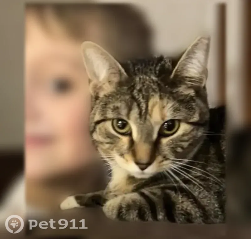 Lost female cat, Whitman Drive, Delaware, Newark — grey, white and black tabby - photo