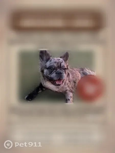 Lost dog, Jim Thorpe Drive, 11800, El Paso, El Paso — friendly female Frenchie with a black front right leg - photo