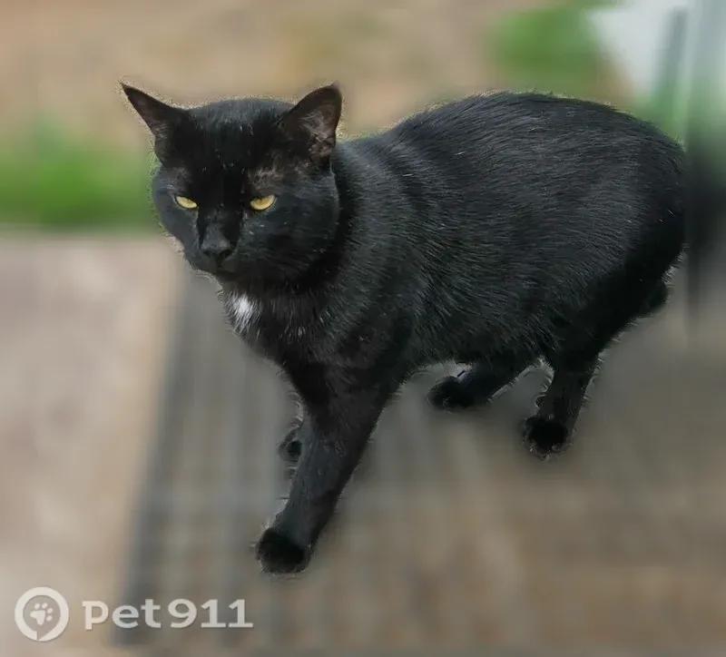 Missing cat Male, North Branch (usl548963) - photo