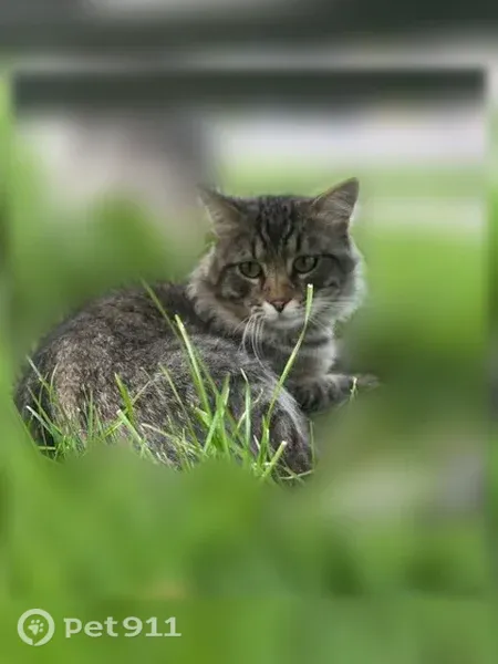 Missing cat Male, Spanish Fork (usl548966) - photo