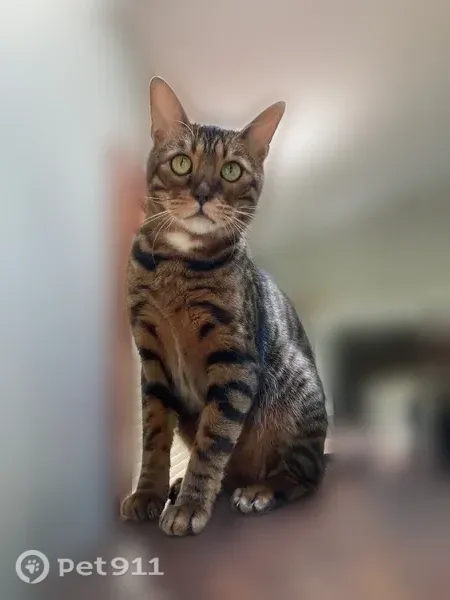 Missing cat Male, North Prairie (usl548969) - photo