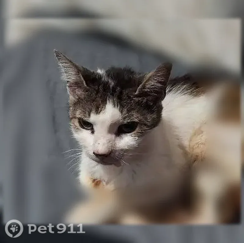 Lost cat, female, Bridgetown North, Ohio, Arlington — mole on left chin - photo