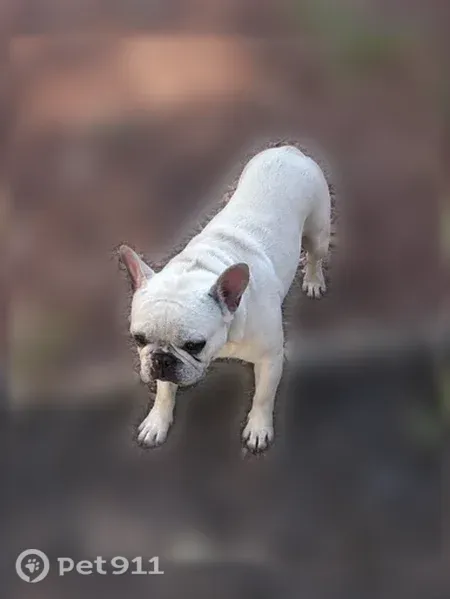Lost male dog, Regent Street, 1435, Redwood City — cream-colored, named BABY - photo