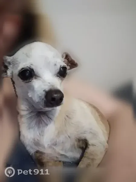 Lost dog, male Chihuahua, Sacaton Drive, 11019, Houston — brown body, white/grey face - photo