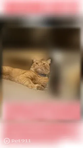 Lost male cat, Raywood Circle, 900, Plano — orange and medium-sized - photo