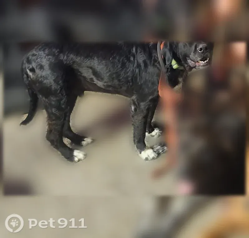 Lost dog, Covert Avenue, 1307, Evansville — male with a lime green collar - photo