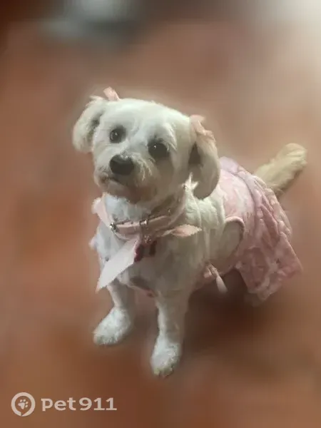 Lost dog, East Deodar Lane, 608, Lemoore, Santa Clarita — female with a pink rhinestone collar - photo