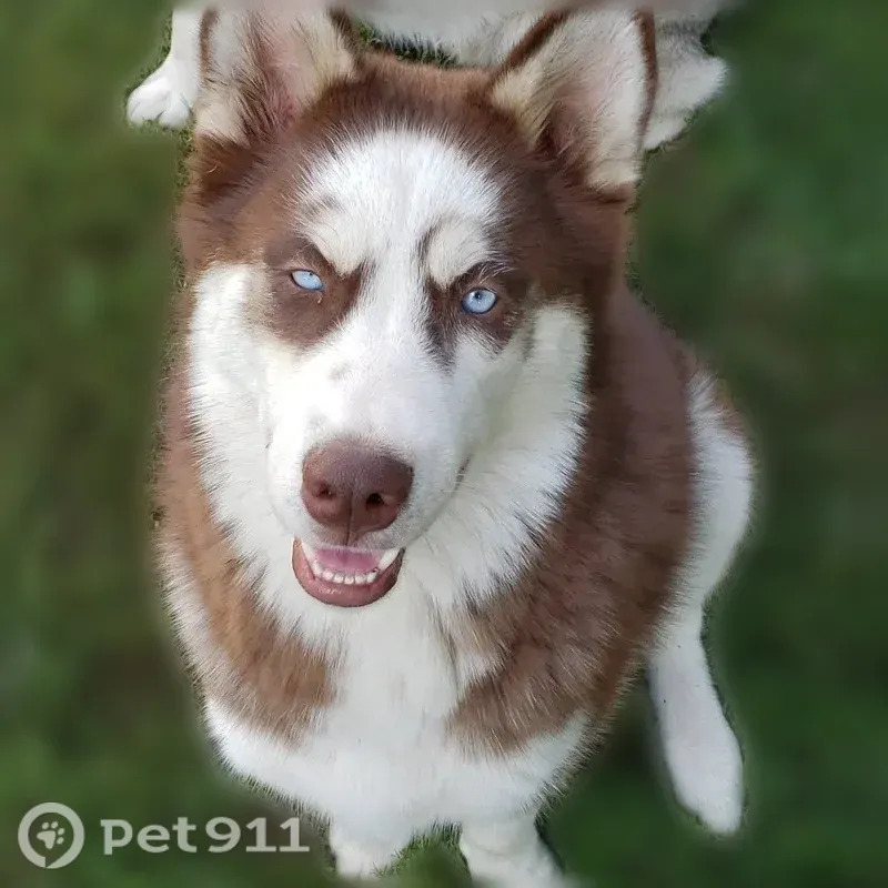 Lost male dog, Basinger Road, 306, Pandora — scared of people - photo