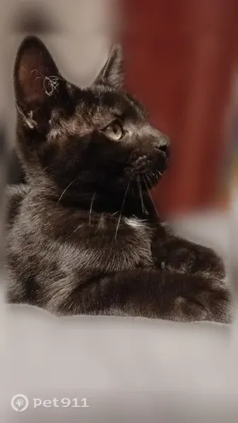 Lost cat, County Road 547, 3925, Davenport, Auburndale — male with a white chest patch - photo