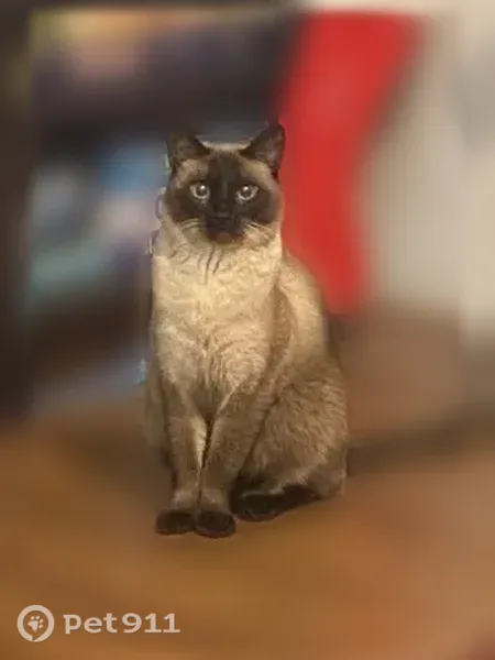 Lost cat, West 91st Street, 3424, Cleveland — male Siamese with dark brown fur - photo