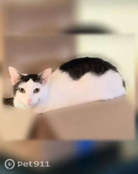 Lost female cat, Lawndale Drive, 1810, Algonquin, Algonquin — grey patches on head and tail - photo