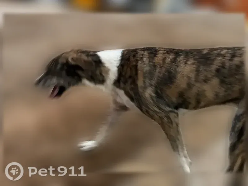 Lost dog, North Texas Avenue, 913, Odessa — female grey hound with a broad nose - photo