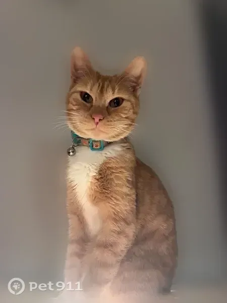 Lost cat, Cook Place Drive, 3327, Clemmons — female, orange and white - photo
