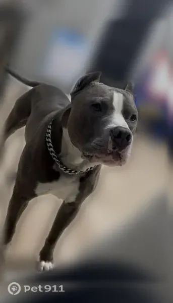 Lost male dog, Kentucky Avenue, 3335, Indianapolis — gray and white pit bull with cropped ears - photo
