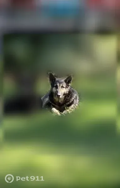 Lost Dog, Spenceville Road, 10867, Penn Valley — female German Shepherd - photo