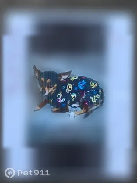 Lost female dog, Bay Area Boulevard, 1500, Houston — service animal - photo