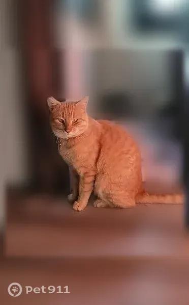 Lost cat, White Pine Avenue, Rockledge, Orlando — male orange tabby, 5 years old - photo