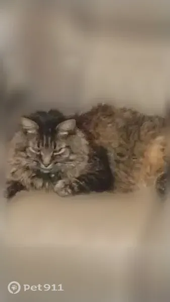 Lost cat, Allen Street, 330, New Britain — black, gray and white male cat - photo
