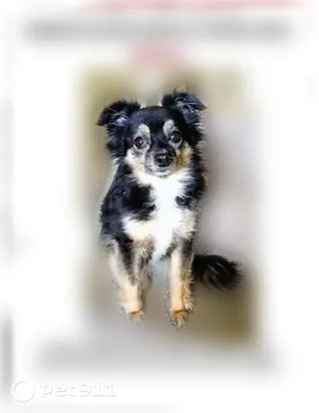 Lost dog, female, East 153rd Street, 628, Dolton — 6 lb with long black hair - photo