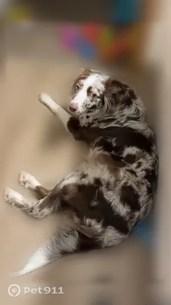 Lost female dog, Monclova Road, 10998, Monclova Township, Whitehouse — brown and white with white speckles - photo