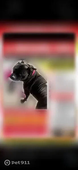 Lost male dog, Arlington Street, 1962, Pine Bluff — medium black pit with white neck and chest - photo
