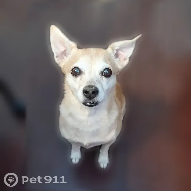 Lost dog, Doctor Martin Luther King Junior Avenue Northeast, 301, Albuquerque — 8-year-old male Chihuahua - photo