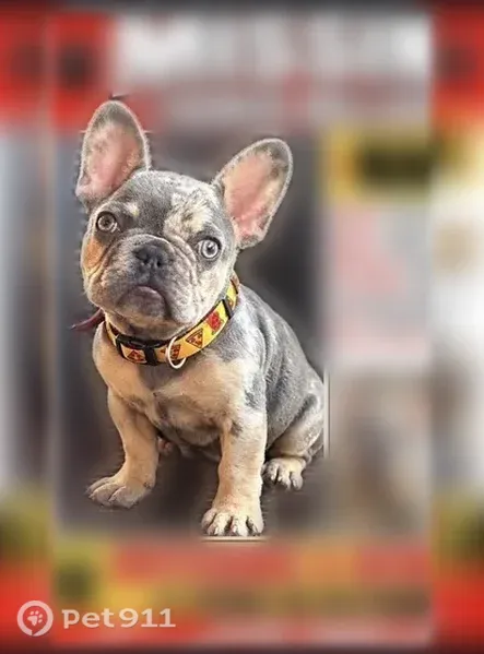 Lost dog, Lakeview Avenue, 400, Anaheim, Anaheim — male tiny puppy with a pizza collar - photo