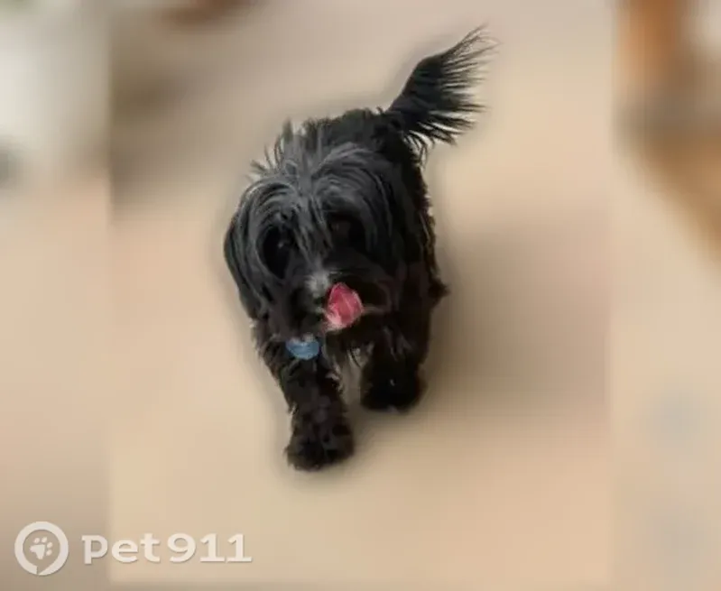 Lost male dog, Retriever Street, Fort Stockton — black Yorkie poo - photo
