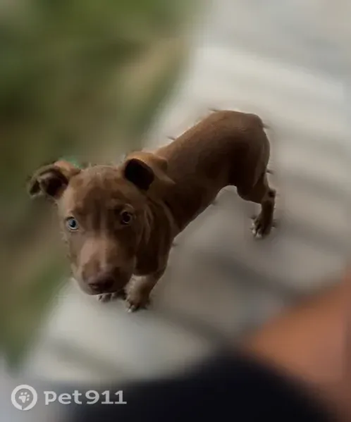 Lost female dog, Lorado Loop, 124, Piney — brown coat and white-tipped paws - photo