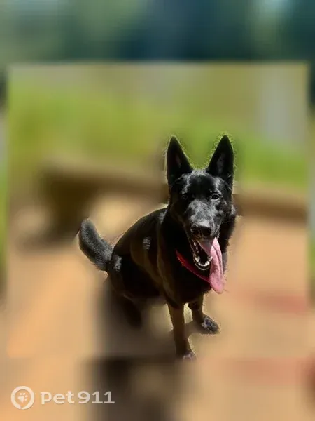 Lost dog, Slippery Elm Way, Charlotte — male, all-black fur - photo