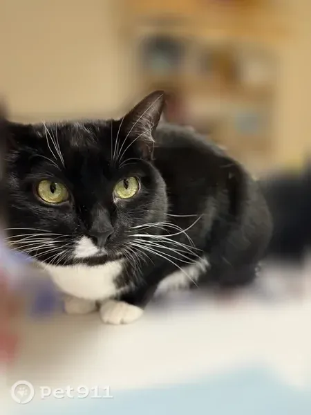 Lost female cat, Port Royal Court, Wilmington Island — tuxedo cat named Figgy - photo