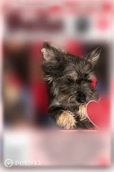 Lost female dog, Waukegan — about five pounds with white paws - photo