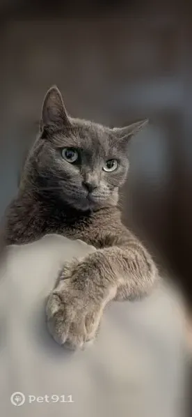 Lost male cat, Leafdale Avenue, 2749, El Monte, Monrovia — gray, no collar - photo