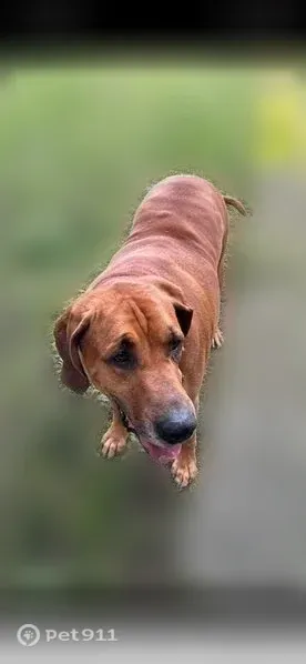 Lost dog, Tacoma, Washington, Redmond — male red bloodhound - photo