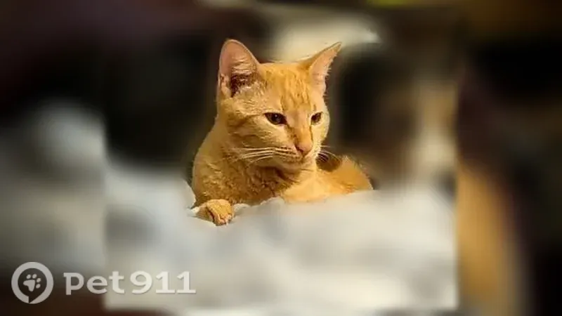 Lost male cat, Blueberry Hill, 405, Austin — microchipped nighttime outdoor cat - photo
