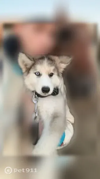 Lost dog, Wildwood Road, 5947, Kingston — female puppy with one blue eye - photo
