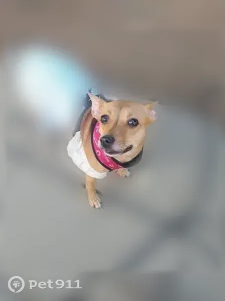 Lost dog, 1st Avenue, 3543, Sacramento — female, tan, no collar - photo