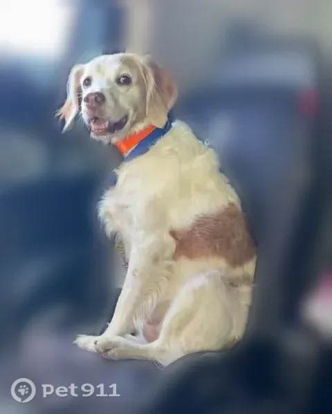 Lost female dog, Keller Way, 24, Downingtown — white with faded red spots - photo